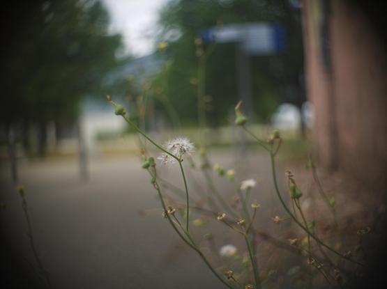 A colour photo of a plant near a wall