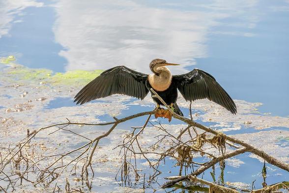 Anhinga bird perched on a branch by the water in Celebration, Florida, showcasing its natural habitat and wingspan in a serene setting.