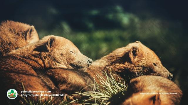 Once believed #extinct, the enigmatic #BushDog 🐕🐺 is now 'Near Threatened' from #palmoil 🌴🔥 and #soy 🥜🔥 #deforestation in #SouthAmerica. Masterful hunters they rely on prey that is disappearing. Help them survive! #Boycottpalmoil 🌴☠️⛔ #Boycott4Wildlife @palmoildetect.bsky.social https://wp.me/pcFhgU-73d?utm_source=mastodon&utm_medium=Palm+Oil+Detectives&utm_campaign=publer