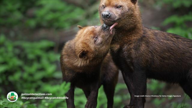 Once believed #extinct, the enigmatic #BushDog 🐕🐺 is now 'Near Threatened' from #palmoil 🌴🔥 and #soy 🥜🔥 #deforestation in #SouthAmerica. Masterful hunters they rely on prey that is disappearing. Help them survive! #Boycottpalmoil 🌴☠️⛔ #Boycott4Wildlife @palmoildetect.bsky.social https://wp.me/pcFhgU-73d?utm_source=mastodon&utm_medium=Palm+Oil+Detectives&utm_campaign=publer