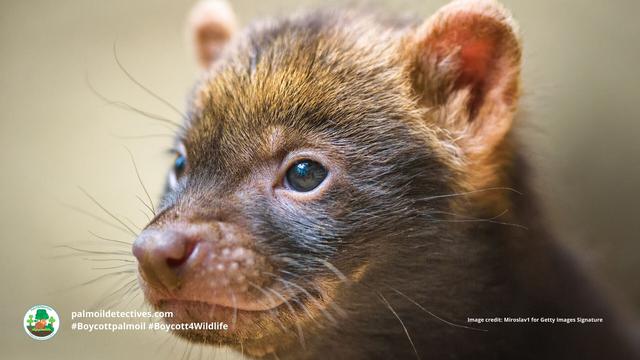 Once believed #extinct, the enigmatic #BushDog 🐕🐺 is now 'Near Threatened' from #palmoil 🌴🔥 and #soy 🥜🔥 #deforestation in #SouthAmerica. Masterful hunters they rely on prey that is disappearing. Help them survive! #Boycottpalmoil 🌴☠️⛔ #Boycott4Wildlife @palmoildetect.bsky.social https://wp.me/pcFhgU-73d?utm_source=mastodon&utm_medium=Palm+Oil+Detectives&utm_campaign=publer
