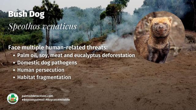 Once believed #extinct, the enigmatic #BushDog 🐕🐺 is now 'Near Threatened' from #palmoil 🌴🔥 and #soy 🥜🔥 #deforestation in #SouthAmerica. Masterful hunters they rely on prey that is disappearing. Help them survive! #Boycottpalmoil 🌴☠️⛔ #Boycott4Wildlife @palmoildetect.bsky.social https://wp.me/pcFhgU-73d?utm_source=mastodon&utm_medium=Palm+Oil+Detectives&utm_campaign=publer