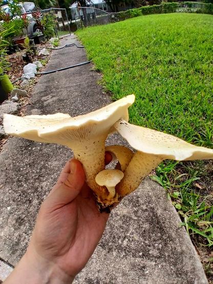 A cluster of white yard mushrooms in the foreground, with a walkway and yard behind.