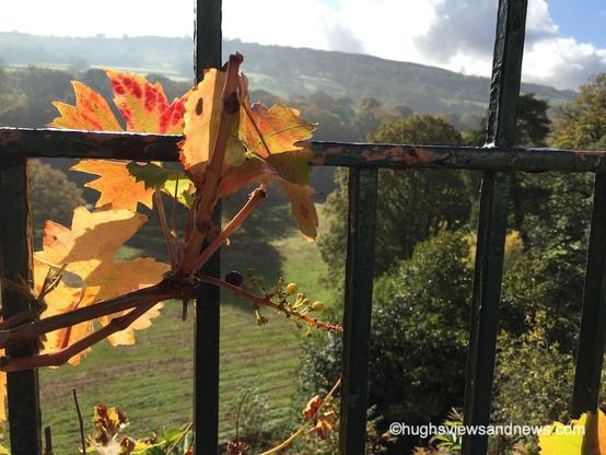 A close-up photo of an autumnal leaf stuck to some metal bars that overlook a beautiful valley of trees and grassland.