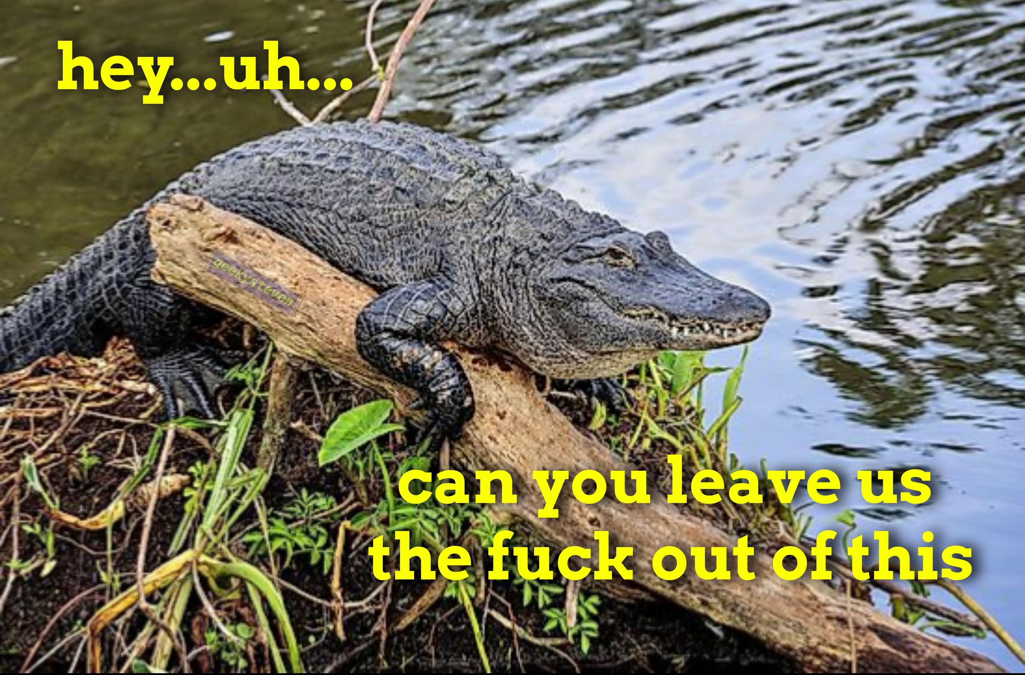 Photo of an alligator looking at the camera. Text reads "hey...uh...can you leave us the fuck out of this"
