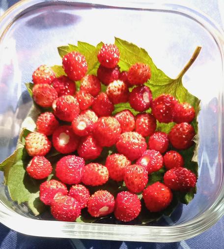 photo of a square glass bowl with a leaf in its bottom and small, wild strawberries