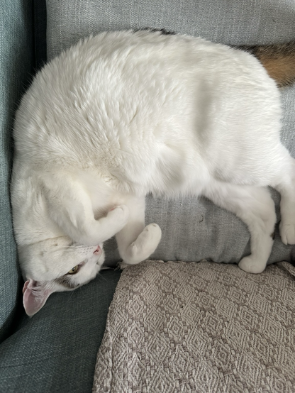 Photograph of a white cat curled up, upside down in the corner of a blue/green couch