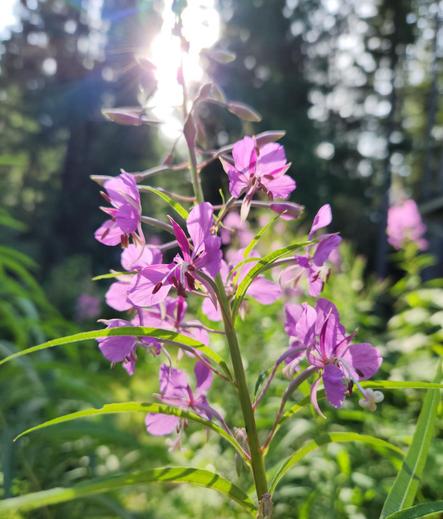 We're looking at a tall flower stem, with many light purple flowers that branch out from the main stem. Behind that, sun shines through trees and other green plants. The background greenery is blurred, the flower is in focus.