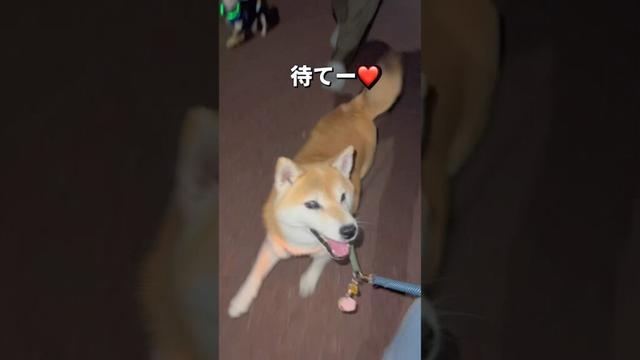 夜のお散歩🐶🎵#柴犬 #チワワ #shorts