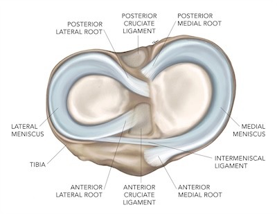 meniscus