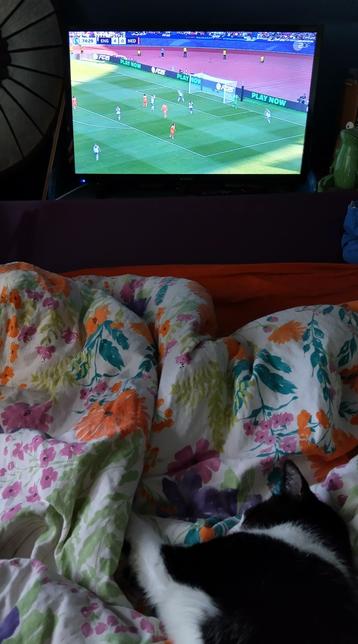 Im Fernsehen läuft das Spiel England:Niederlande, Spielstand 4:0, davor liegt eine schlafende Katze