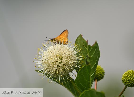 A small orange butterfly with wings folded, rests on a ball shaped flower covered with spiky pistils.