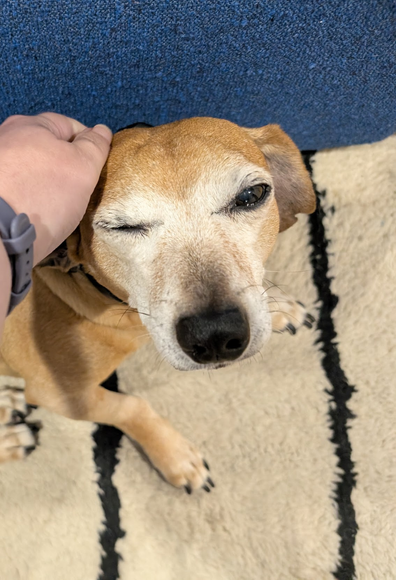seen from above, a dachshund-mix is getting scritches behind his right ear. His right eye is squinting about it and he's leaning in to the scritch.