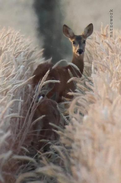 Eine Reh-Geiß steht mit ihrem Kitz in einer Fahrspur in einem Getreidefeld.
Matzework