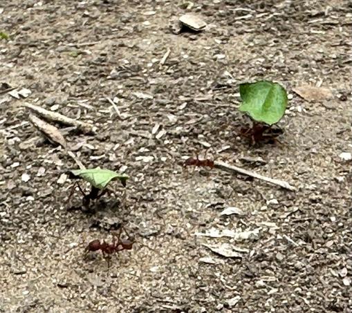 Leaf Cutter Ants at Choke Canyon State Park in Calliham, Texas. Picture by Happy Vegan Campers.