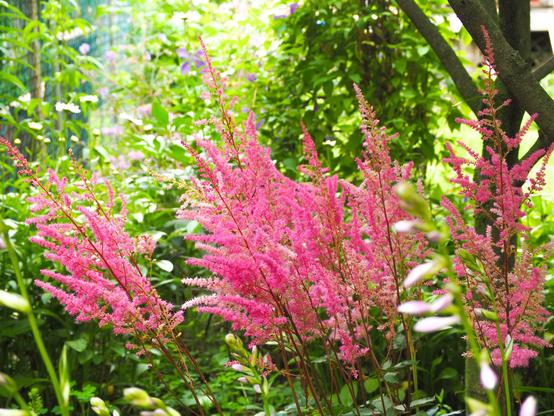 Pink plumes that are the flowers of Astilbe among other garden plants.