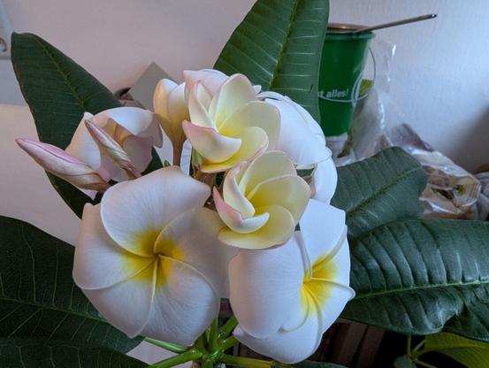 Viele Blüten an einer Frangipani. Drei weiße Blüten sind bereits weit geöffnet. Sie sind gelb in der Mitte. Einige weitere Blüten sind dabei sich zu öffnen.