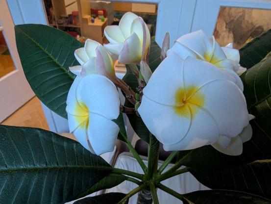 Zwei weit geöffnete Frangipaniblüten.