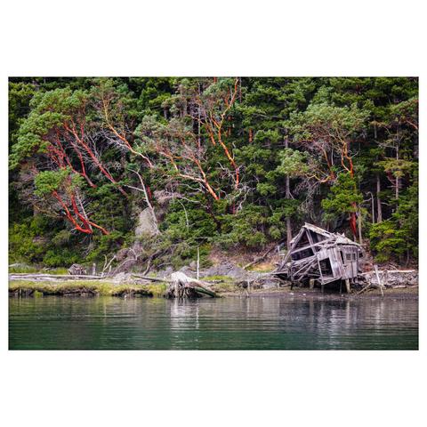 A richly detailed color photo captures a decaying wooden boathouse along a forested shoreline in the Pacific Northwest. The scene is viewed from the water, with the greenish surface reflecting the dense treeline. The boathouse, now barely standing, is dramatically tilted to one side, its frame twisted and sagging with age. Much of the roof has collapsed, exposing the dark interior and broken structural elements. Surrounding it is a rocky, uneven shoreline with washed-up logs, driftwood, and tree stumps. Towering behind the ruin is a lush coastal forest dominated by evergreen trees interspersed with vibrant Pacific madrone trees (Arbutus menziesii), whose smooth, orange-red bark stands out sharply against the dark green foliage. The image evokes a strong sense of time, nature’s quiet reclamation, and the fading remnants of human presence.