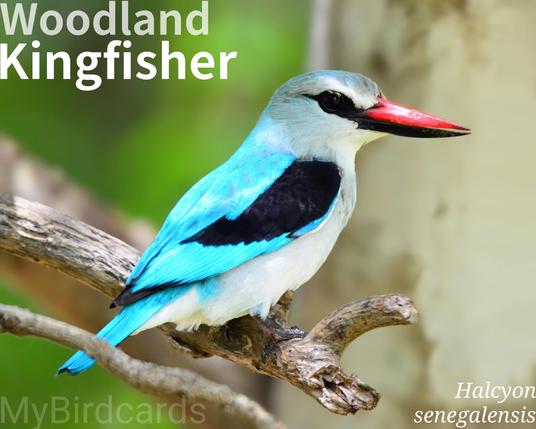 🌍 Woodland kingfisher (Halcyon senegalensis) 

The woodland kingfisher is a medium-sized bird with a bright blue back, wing panel, and tail, contrasting with a white head, neck, and underparts, and black shoulders. It has a distinctive large bill, red on the upper mandible and black on the lower.

It is widely distributed across tropical Africa south of the Sahara, inhabiting various wooded environments, often preferring drier woodland away from water. Northern and southern populations are migratory, moving towards the equator in the dry season.

Highly territorial, they hunt insects and small vertebrates from perches, swooping to the ground. They are known for their loud, trilling calls and an aggressive display where they spread their wings to show white linings. 2.5 Flash (Edited)

Three subspecies are recognised.

Conservation status: Least Concern (IUCN 3.1)

📷: Photo by angiemit4 via Pixabay 
https://pixabay.com/photos/kingfisher-bird-nature-wildlife-4097857/

VDYD