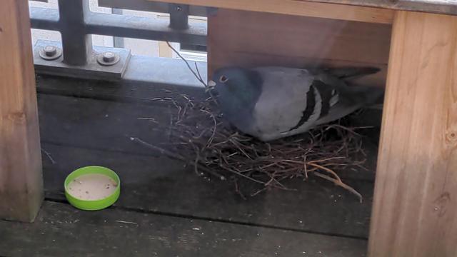 Taube brütet im Nest. Ähnliches Bild wie letztens, aber diese Taube hat helleres graues Federkleid. Der kleine Napf Futter daneben ist leer.