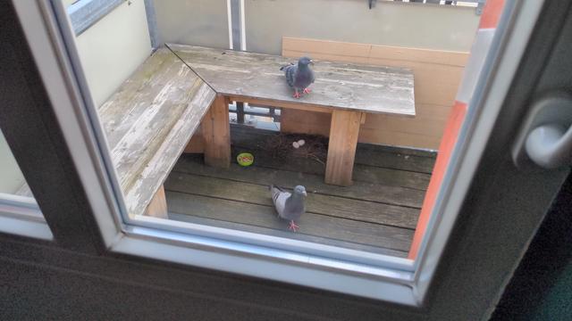 Zwei Tauben auf einem Balkon. Unter der kleinen Bank das Nest. Achim auf der Bank, Ingrid läuft unten auf dem Boden.