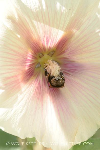 Bee in the centre of a Hollyhock, upside down, covered in pollen.