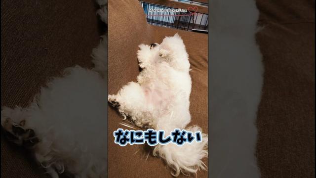 【ビションフリーゼ】毎日何もしないもふ犬 【犬と猫、両方飼ってると毎日かわいい♥】