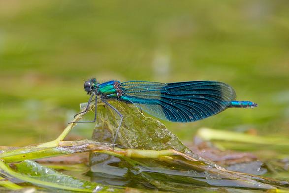 A male banded demoiselle on a surfacing aquatic plant.