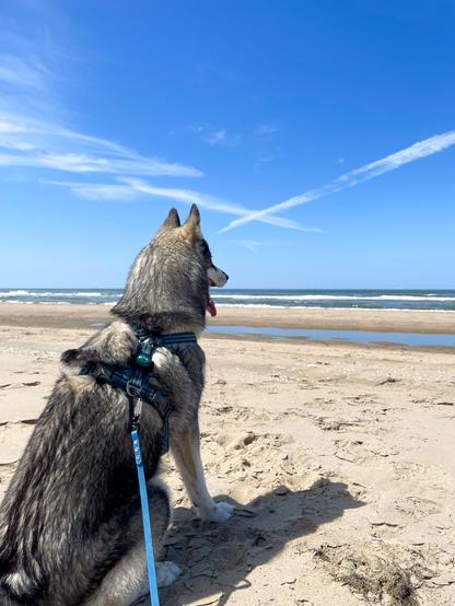 A husky sits on the beach looking out at the ocean.