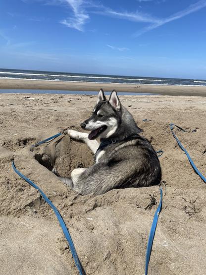 A husky lies in a freshly dug hole on the beach.