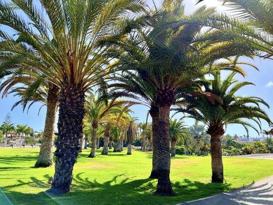 Is there anything more evocative than chillaxing, right in the heart of the summer, under the shade of a bunch of date palm trees at the "Peace Park" with all of that green lush? Probably not, although I am thinking I'd just need a 🍹 then tell the world to stop for a minute, or two, while I am enjoying meself some peace and quiet 👌🏻😍