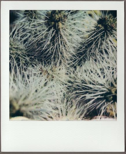 Polaroid close-up of a cholla cactus, swirls of white spines against the dark of the plant; it looks almost inviting.