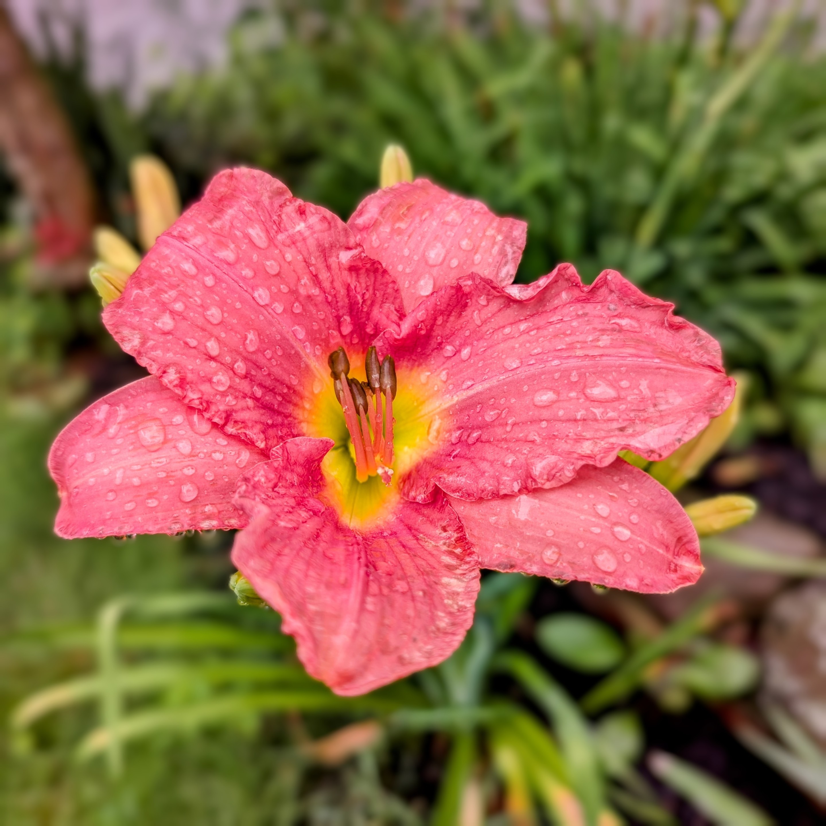 A large pink lily that has raindrops on the petals.