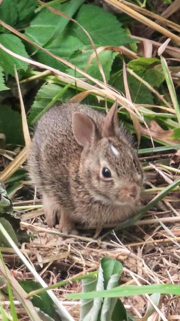 A tiny nugget of a light brown baby bunny, sitting in some grass.