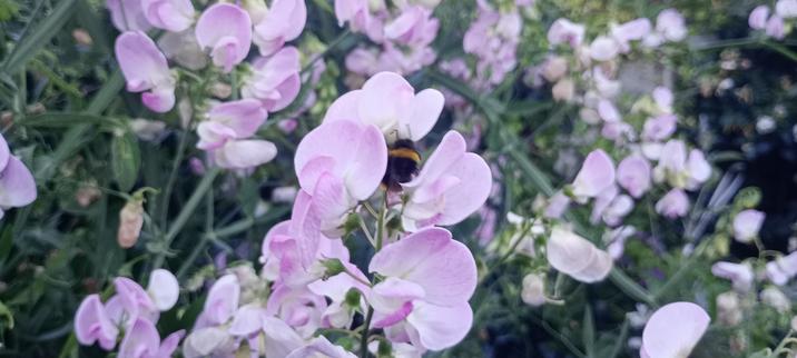 Bee and pink sweet peas