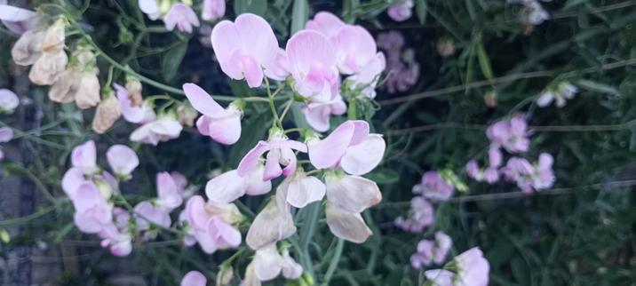 Pink sweet peas