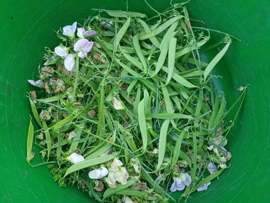 Green plastic trug containing sweet pea deaf heading including some blooms