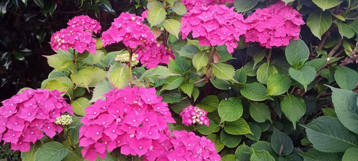 Pink hydrangea