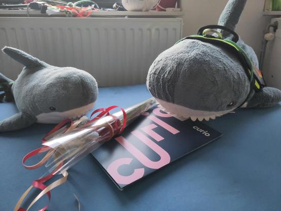 A Smolhaj cuddly star and a Blåhaj cuddly shark sitting on a soft blue surface. The Blåhaj has a blue folder reading in pink lettering 'curio', and the Blåhaj has a rose in a plastic wrapping. The Blåhaj has a haj-vis harness with rainbow patches.

Well deserved, Hapi, you worked hard and learned a lot!