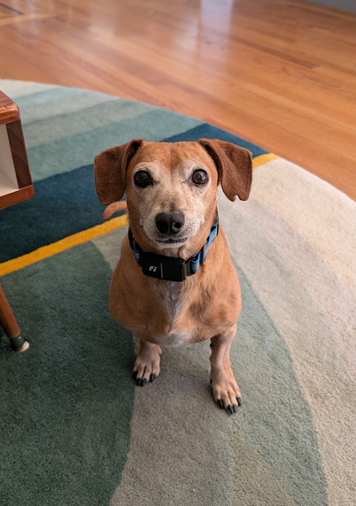 dachshund-mix is standing on a carpet w multiple shades of green. His tail is wagging and his ears are forward, he's very excited.
