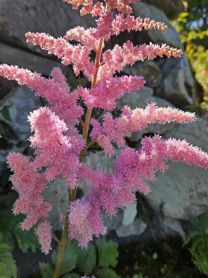 False-buck's-beard in an amazing colour. A mix of rose and pink, bright and colourful pictured in sunshine