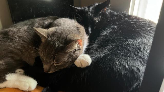 grey tabby Kitten and black cat Hossa snog in the cat tree by the window. Kitten rests his head on Hossa's butt as Hossa's head lays on Kitten's back.