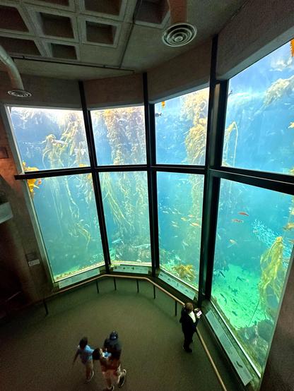 A photo of the kelp forest exhibit at the Monterey bay aquarium