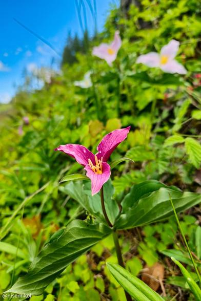 Pink trillium flower with three vibrant petals and yellow stamens in the center, surrounded by green leaves. Blurred background with additional pink and white flowers, greenery, and a clear blue sky.