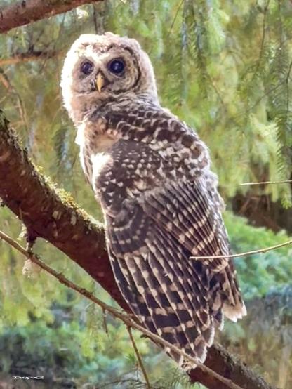 A fluffy owlet with mottled feathers perches on a tree branch among hanging leaves.