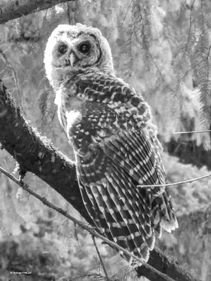 An owl with distinct feather patterns is perched on a tree branch surrounded by foliage.
