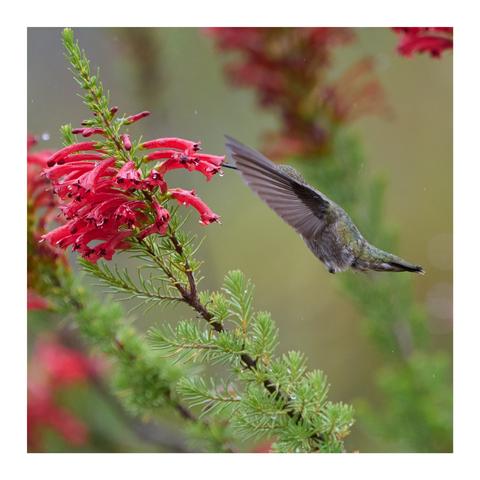 A hummingbird is hovering near vibrant red flowers, with green leaves and branches in the background. The image captures the dynamic motion of the bird's wings.