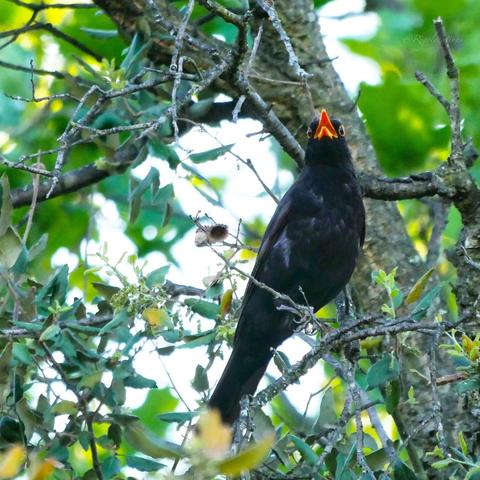 Un merle noir mâle perché sur une petite branche de chêne liège, vu d’en dessous. Sa tête fait face à l’objectif, un peu en contre-plongée, le bec ouvert, ce qui lui donne l’air surpris.