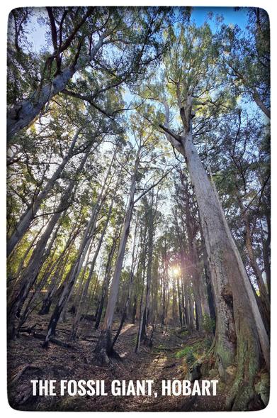 The Fossil Giant stringybark in Hobart.